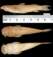 Bild 3: Astroblepus longiceps