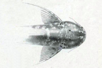 рис. 3: Astroblepus longifilis - Kopf
