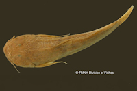Bild 3: Astroblepus pirrensis, Holotype, dorsal
