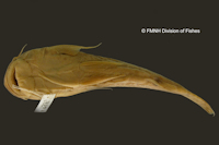 foto 4: Astroblepus pirrensis, Holotype, ventral
