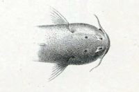 Pic. 3: Astroblepus prenadillus