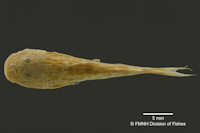 Pic. 3: Astroblepus cyclopus santanderensis, Lectotype, dorsal
