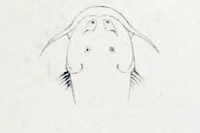 Bild 3: Astroblepus simonsii