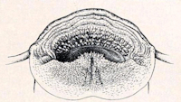 Bild 4: Astroblepus stuebeli, Maul