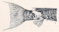 рис. 5: Astroblepus stuebeli, Schwanzstiel eines jungen Männchens