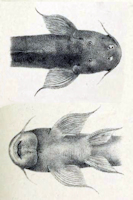 рис. 3: Astroblepus taczanowskii - Dorsal- und Ventralansicht