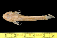 Bild 3: Arges theresiae = Astroblepus theresiae, Syntype, dorsal