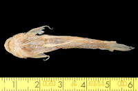 рис. 4: Arges theresiae = Astroblepus theresiae, Syntype, ventral