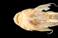 foto 5: Arges theresiae = Astroblepus theresiae, Syntype, Kopf ventral