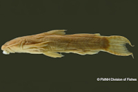 Astroblepus unifasciatus, Holotype, lateral