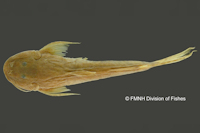 Bild 3: Astroblepus unifasciatus, Holotype, dorsal