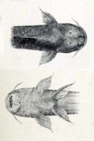 рис. 3: Astroblepus whymperi - Dorsal- und Ventralansicht