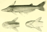 рис. 3: Ageneiosus polystictus