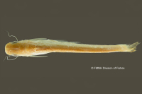 Bild 3: Auchenipterus brevior, holotype, dorsal