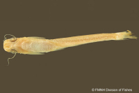 Bild 4: Auchenipterus brevior, holotype, ventral