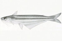 Pic. 2: Auchenipterus demerarae