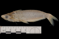 Auchenipterus fordicei,holotype, lateral