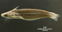  Auchenipterus menezesi - Paratype