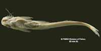 Pic. 3: Auchenipterus menezesi