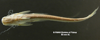Bild 4: Auchenipterus menezesi