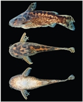 рис. 4: Centromochlus meridionalis, paratype, INPA 37894, female, 57.2 mm SL, rio Renato, rio Teles Pires basin
