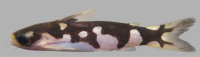 Bild 4: Centromochlus orca; 47.8 mm SL; INPA 43875