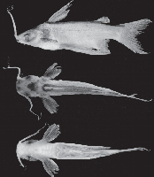 рис. 3: Entomocorus melaphareus, holotype, MZUSP 76413, 58.6 mm SL