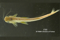 Bild 3: Epapterus blohmi, Paratype, dorsal