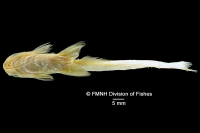 Bild 4: Epapterus blohmi, Paratype, ventral