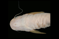 рис. 4: Pseudauchenipterus flavescens, holotype, ventral