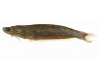 Pseudepapterus cucuhyensis, holotype
