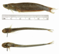 Pic. 3: Pseudepapterus cucuhyensis