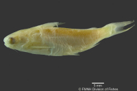 Pseudotatia parva, Holotype, lateral