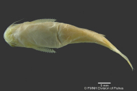 Bild 4: Pseudotatia parva, Holotype, ventral