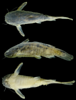 Bild 3: Spinipterus acsi, UFRGS 21671, male, 37.1 mm SL, Juruá River, upper Amazon basin, Brazil