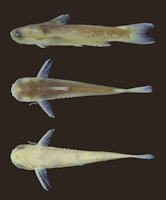 Bild 3: Tatia akroa, lateral, dorsal and ventral views. UFOPA-I 671, holotype, male, 38.8 mm SL, rio Perdida, tributary of rio Sono, rio Tocantins basin, Tocantins State, Brazil