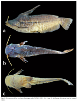 Bild 3: Tetranematichthys barthemi, holotype, male, MPEG 11081, 154.2 mm SL