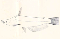 рис. 3: Tetranematichthys quadrifilis