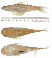 рис. 3: Tocantinsia piresi, holotype