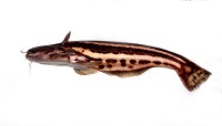 Bild 3: Trachelyopterichthys taeniatus
