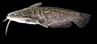 Trachelyopterus