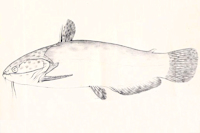 Pic. 3: Trachelyopterus ceratophysus