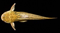 Bild 3: Trachelyopterus lucenai