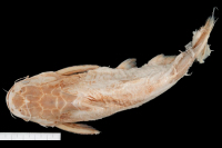 рис. 3: Trachycorystes analis, holotype, dorsal