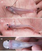 foto 3: Tympanopleura personata, Foto: F. R. V. Ribeiro, C. Silva-Oliveira, V. Magalhães, L. Gama, L. H. Rapp Py-Daniel foto 3: Tympanopleura personata