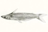 рис. 3: Tympanopleura piperatus