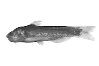 Bild 3: Cetopsidium morenoi