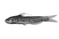 Bild 4: Cetopsidium morenoi