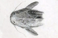 Bild 3: Acanthodoras depressus - Kopf