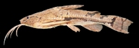 рис. 3: Amblydoras affinis